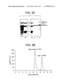 ACTIVE TRUNCATED FORM OF THE RNA POLYMERASE OF FLAVIVIRUS diagram and image