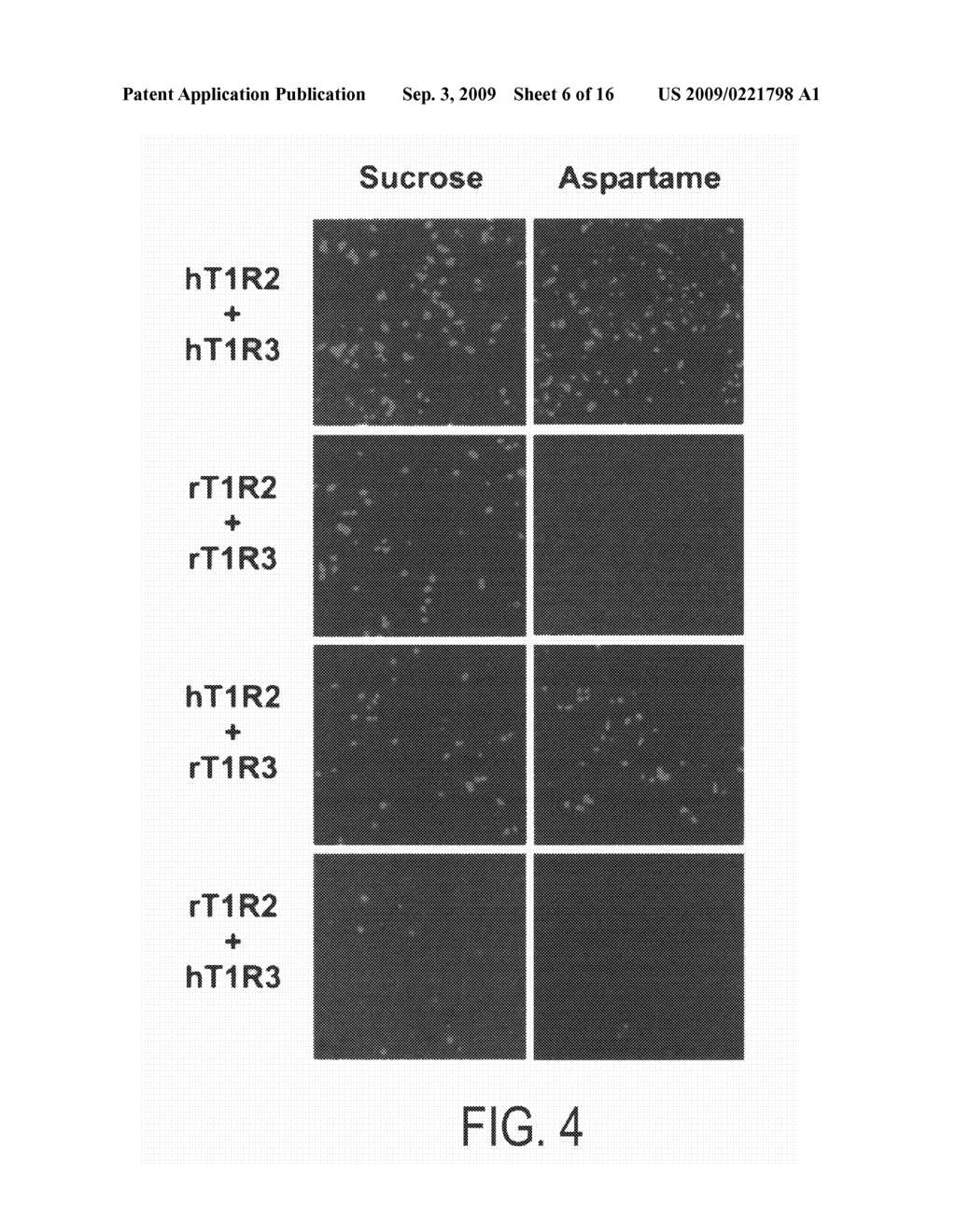 HETEROMERIC TASTE RECEPTORS - diagram, schematic, and image 07