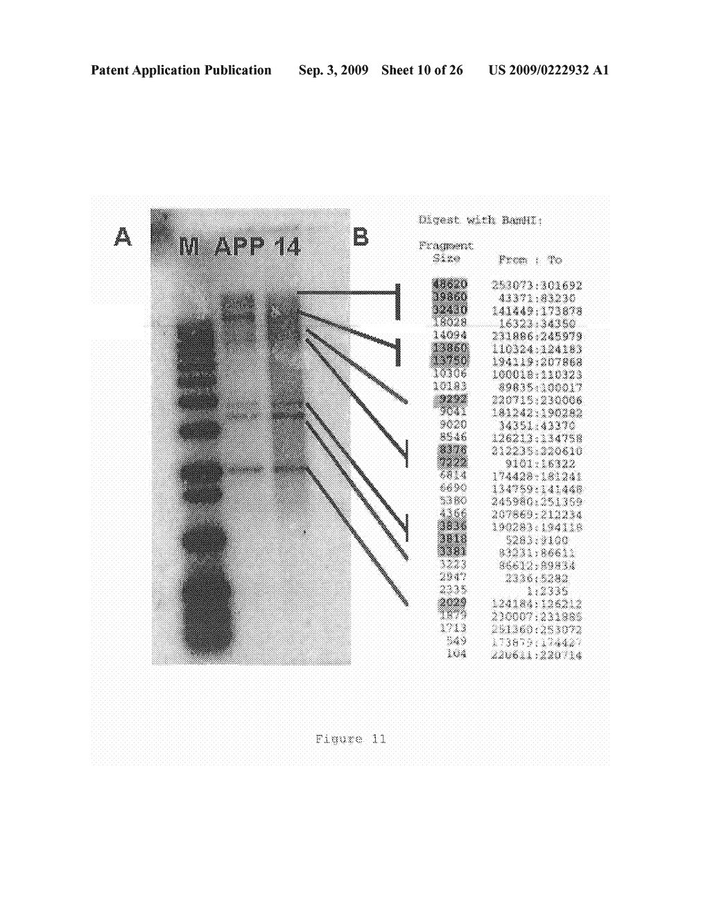 ALZHEIMER'S DISEASE ANIMAL MODEL, METHOD FOR OBTAINING SAME AND USES THEREOF - diagram, schematic, and image 11