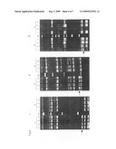 Marker for Selecting an Aphanomyces Cochlioides-Resistant Variety and Selection Method Therefor diagram and image