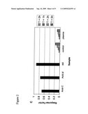 Pharmaceutical compositions of beta-lapachone and beta-lapachone analogs with improved tumor targeting potential diagram and image