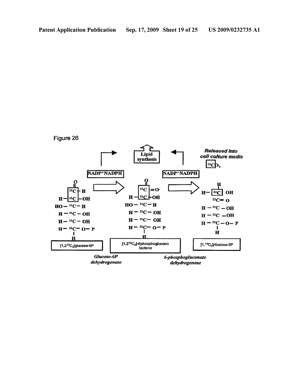 USE OF FRUCTOSE-BASED THERAPIES FOR THE TREATMENT OF CANCER - diagram, schematic, and image 20