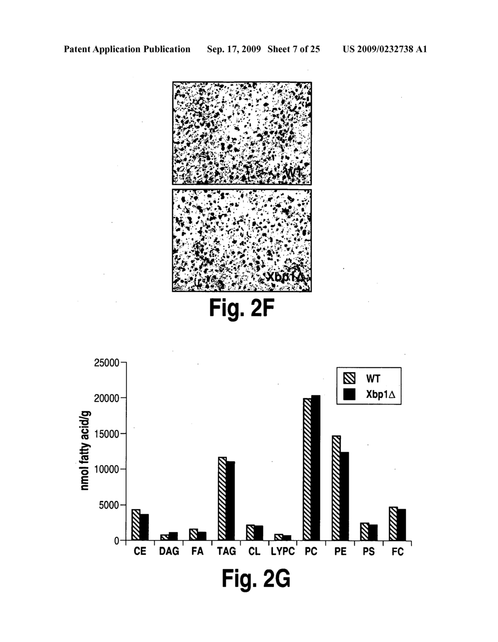 Methods for modulating de novo hepatic lipogenesis by modulating XBP-1 activity - diagram, schematic, and image 08