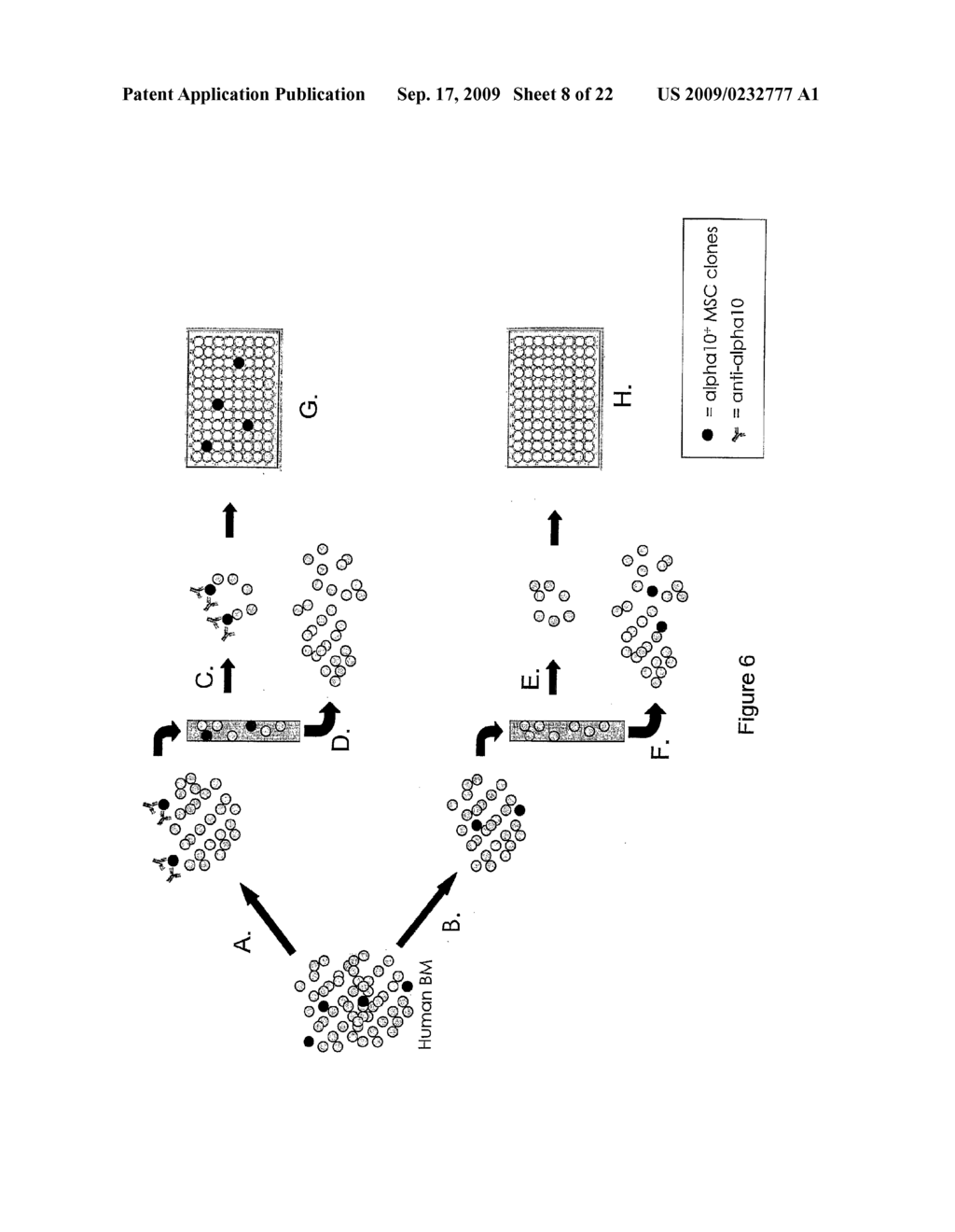 Expansion and Differentiation of Mesenchymal Stem Cells - diagram, schematic, and image 09