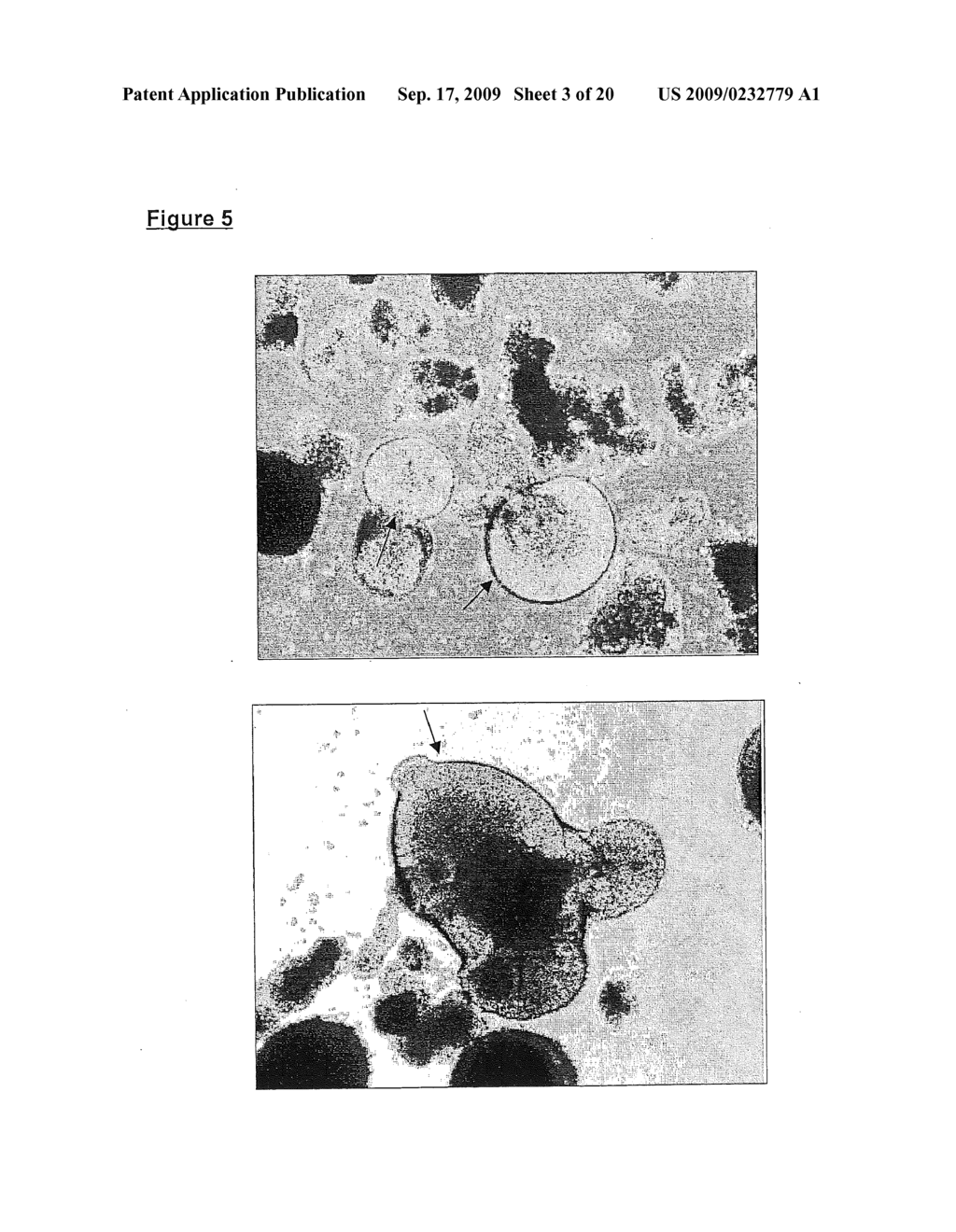 OLIGODENDROCYTES DERIVED FROM HUMAN EMBRYONIC STEM CELLS FOR REMYELINATION AND TREATMENT OF SPINAL CORD INJURY - diagram, schematic, and image 04