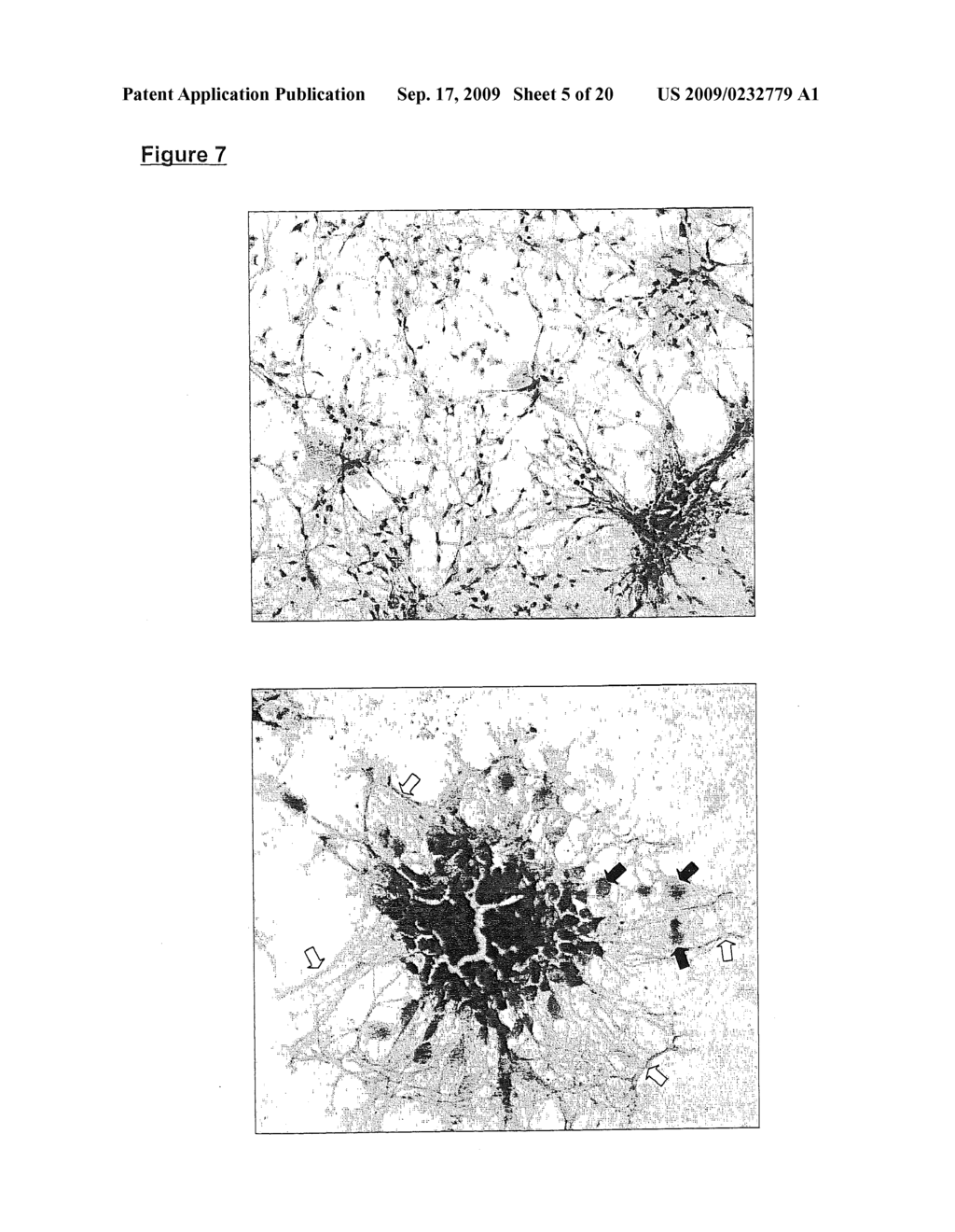 OLIGODENDROCYTES DERIVED FROM HUMAN EMBRYONIC STEM CELLS FOR REMYELINATION AND TREATMENT OF SPINAL CORD INJURY - diagram, schematic, and image 06