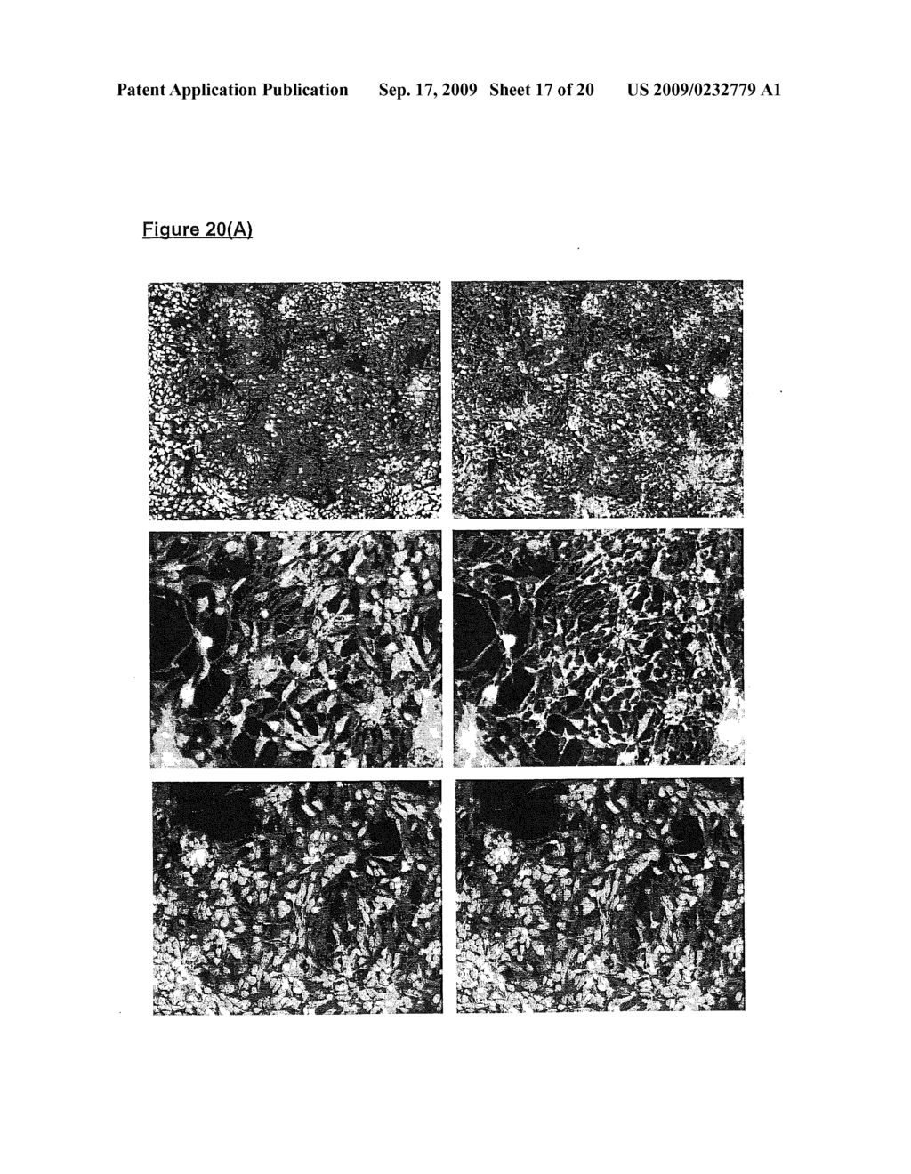 OLIGODENDROCYTES DERIVED FROM HUMAN EMBRYONIC STEM CELLS FOR REMYELINATION AND TREATMENT OF SPINAL CORD INJURY - diagram, schematic, and image 18