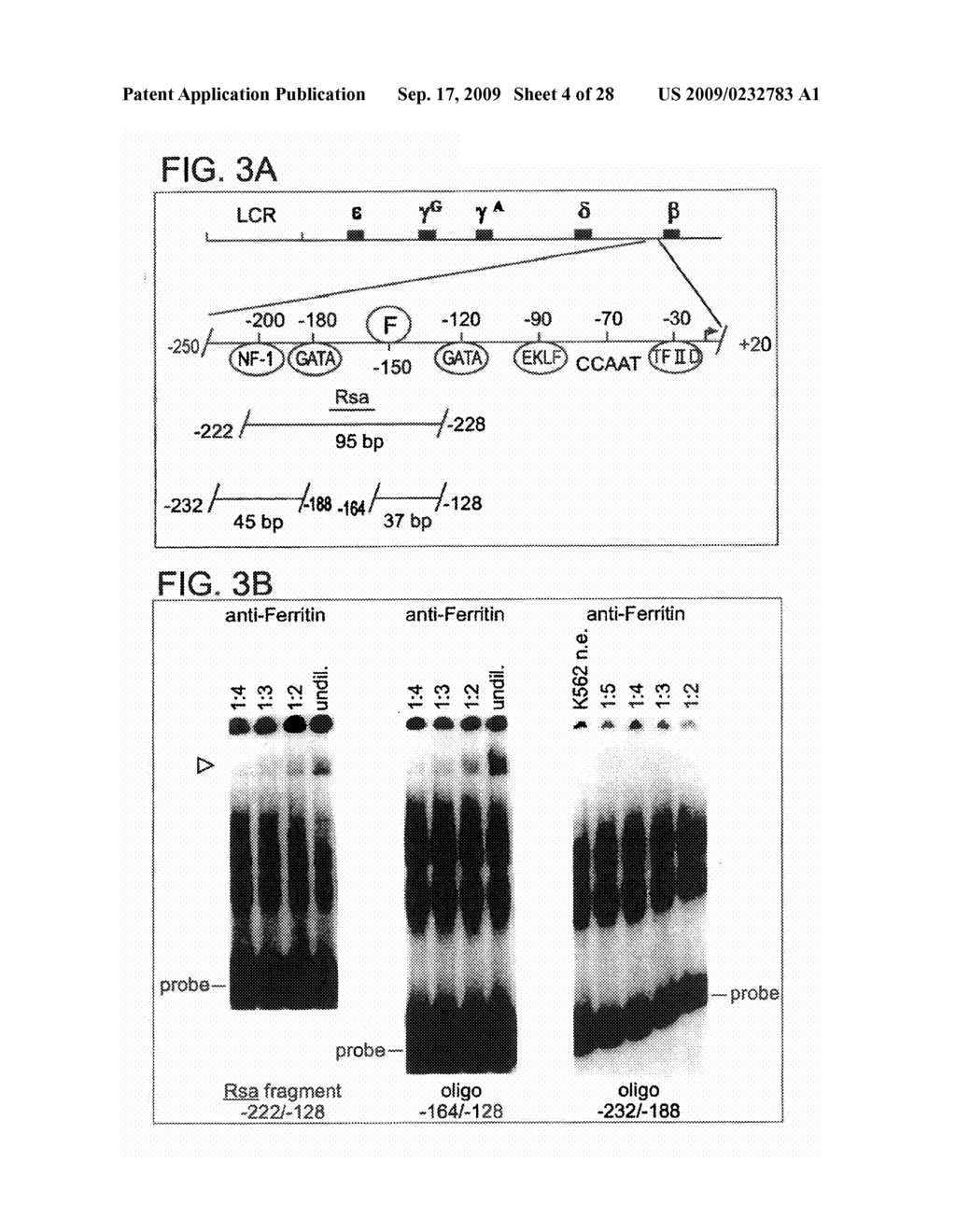 Method for Regulating Production of Hemoglobin Beta Chains - diagram, schematic, and image 05