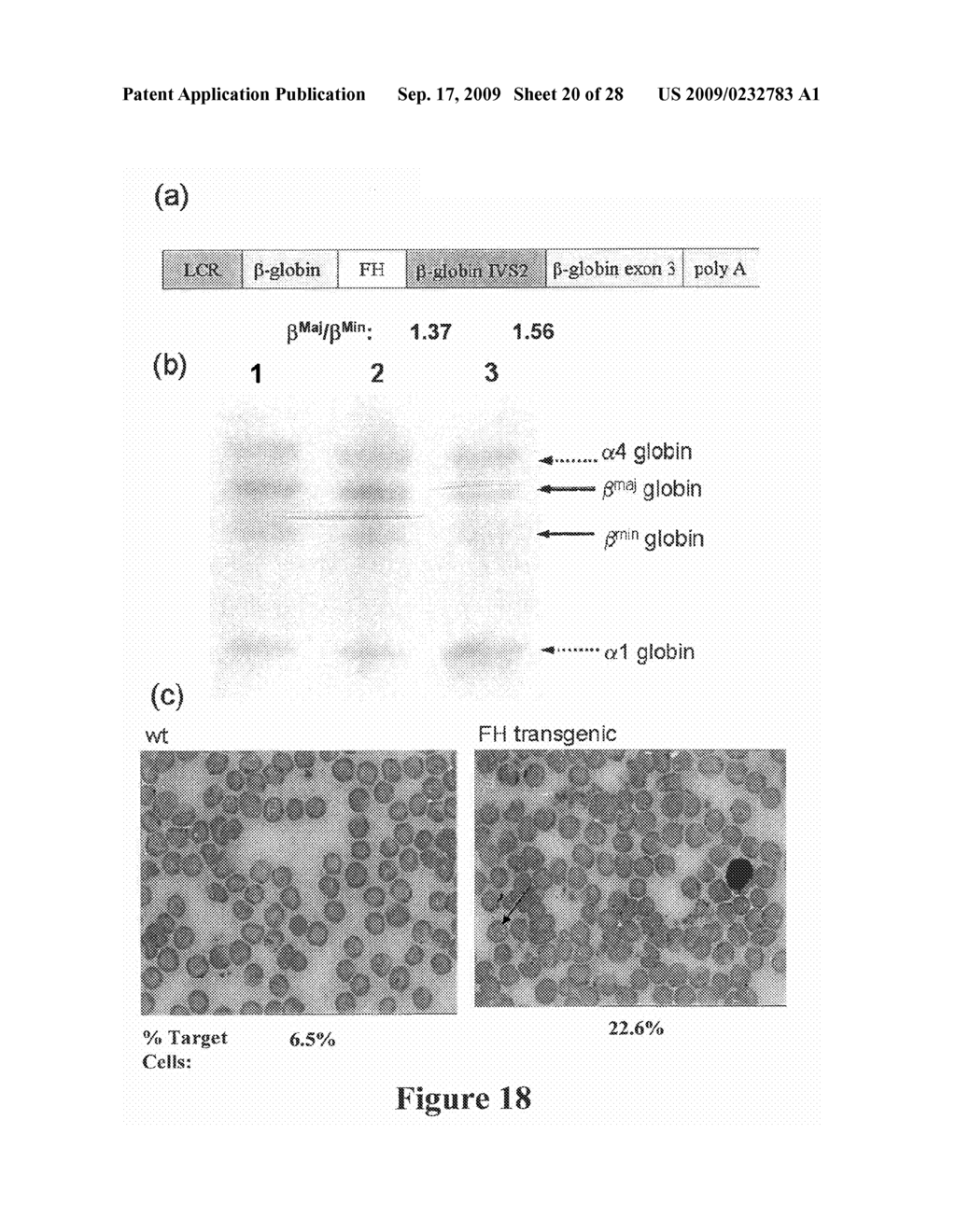 Method for Regulating Production of Hemoglobin Beta Chains - diagram, schematic, and image 21