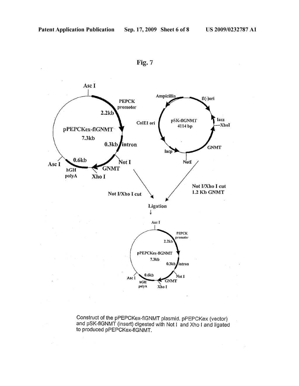 CARCINOGEN DETOXIFICATION COMPOSITION AND METHOD - diagram, schematic, and image 07