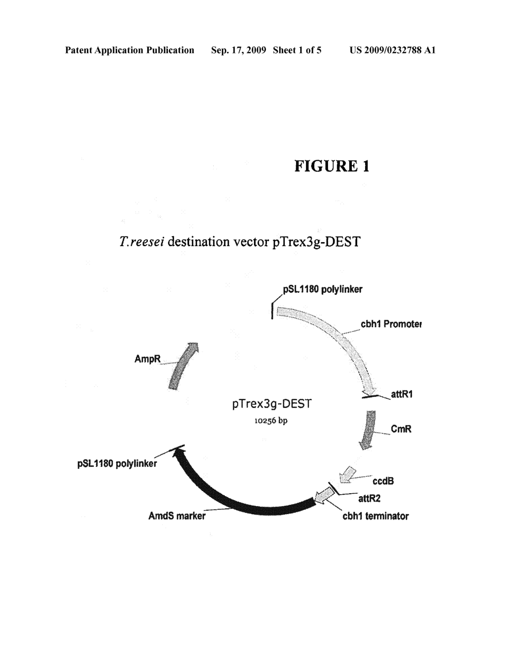 Enzyme With Microbial Lysis Activity From Trichoderma Reesei - diagram, schematic, and image 02