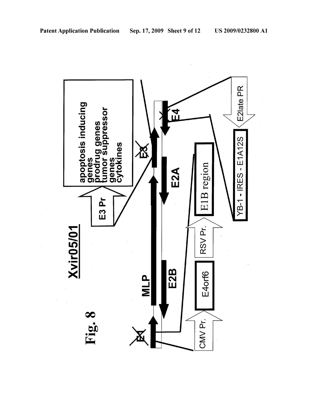 E1-MINUS ADENOVIRUSES AND USE THEREOF - diagram, schematic, and image 10