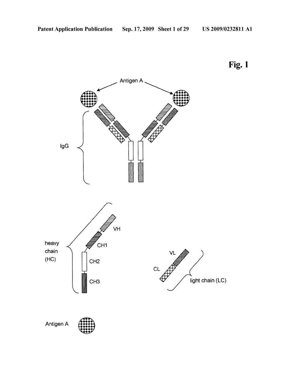 BIVALENT, BISPECIFIC ANTIBODIES - diagram, schematic, and image 02