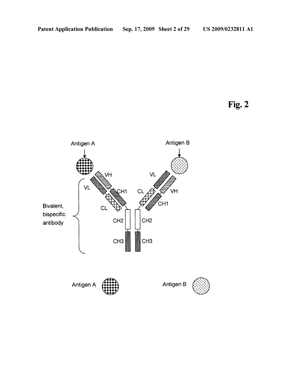 BIVALENT, BISPECIFIC ANTIBODIES - diagram, schematic, and image 03