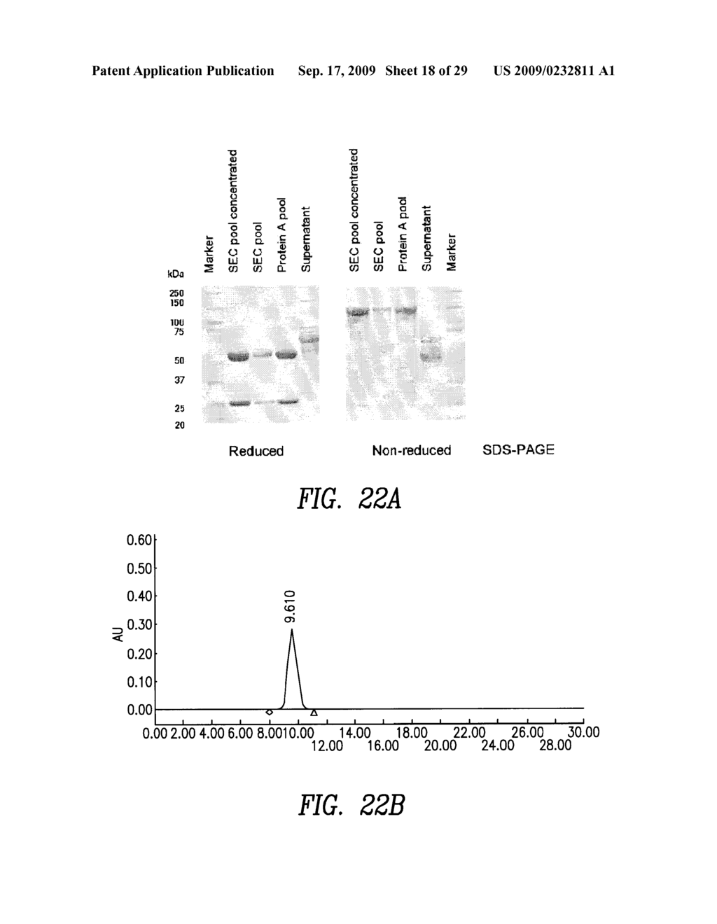 BIVALENT, BISPECIFIC ANTIBODIES - diagram, schematic, and image 19