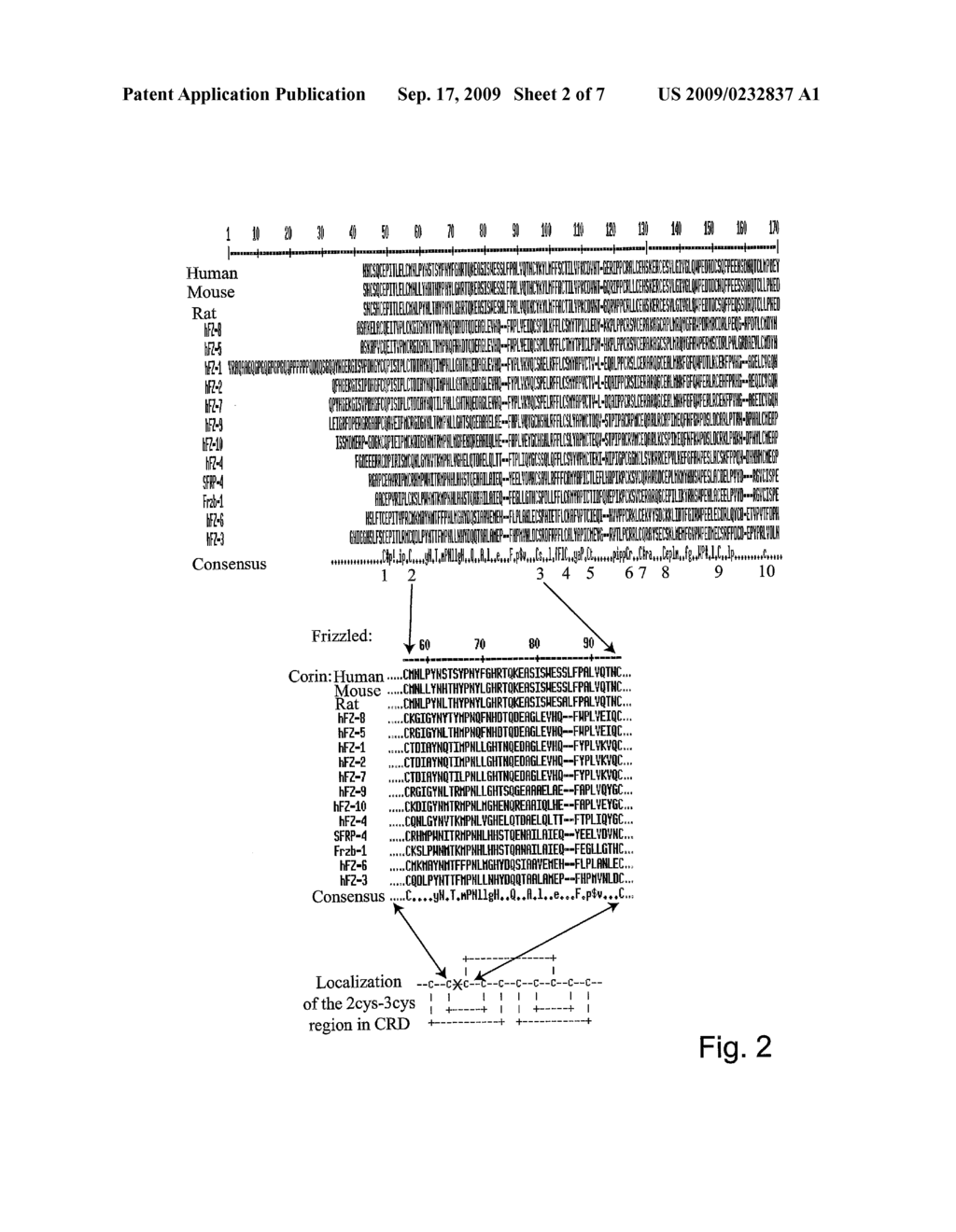 ANTI TUMORAL IMMUNOGENIC PEPTIDES AND VACCINE THEREOF - diagram, schematic, and image 03