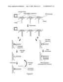 PRIMER GENERATION ROLLING CIRCLE AMPLIFICATION diagram and image