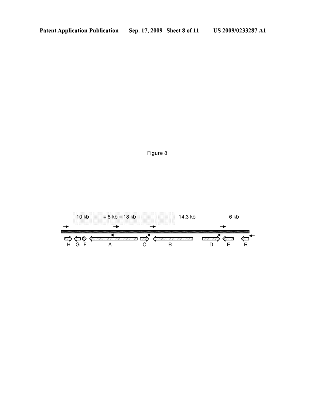 PRODUCTION OF COMPOUNDS IN A RECOMBINANT HOST - diagram, schematic, and image 09