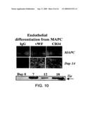 MULTIPOTENT ADULT STEM CELLS AND METHODS FOR ISOLATION diagram and image