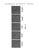 MULTIPOTENT ADULT STEM CELLS AND METHODS FOR ISOLATION diagram and image