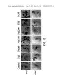 MULTIPOTENT ADULT STEM CELLS AND METHODS FOR ISOLATION diagram and image