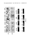 MULTIPOTENT ADULT STEM CELLS AND METHODS FOR ISOLATION diagram and image