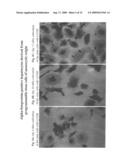 Dedifferentiated, Programmable Stem Cells of Monocytic Origin, and Their Production and Use diagram and image