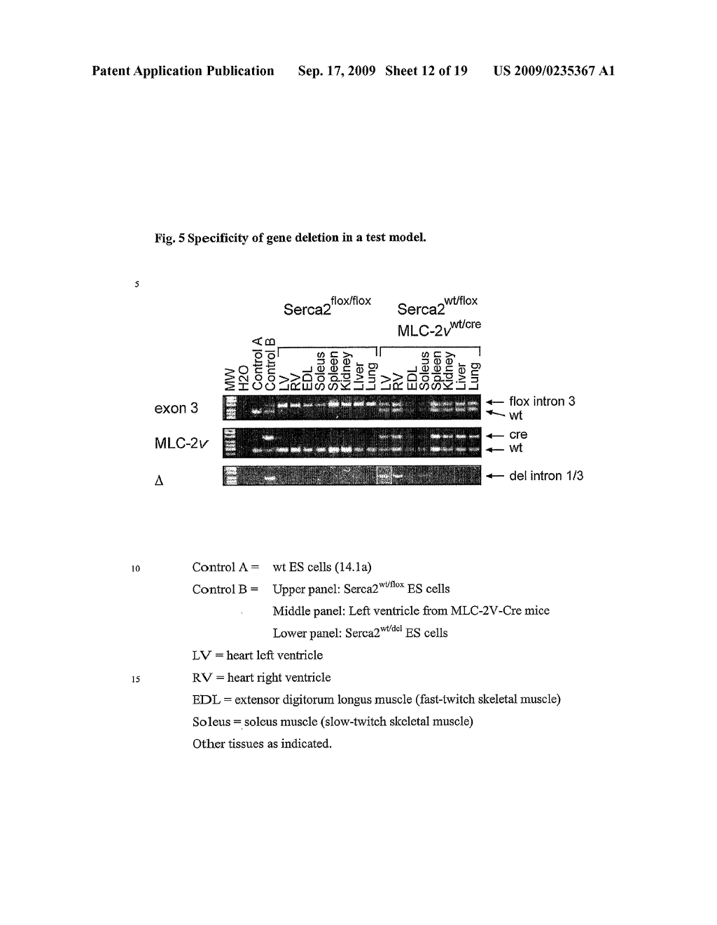 Non-human mammal comprising a modified SERCA2 gene and methods, cells, genes, and vectors thereof - diagram, schematic, and image 13