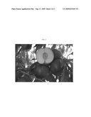 Nectarine tree named  nectarreve  diagram and image