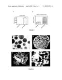 Conditionally-Immortalised Pancreatic Cells diagram and image