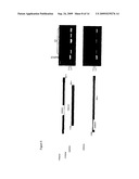 GENETICALLY MODIFIED YEAST STRAIN diagram and image