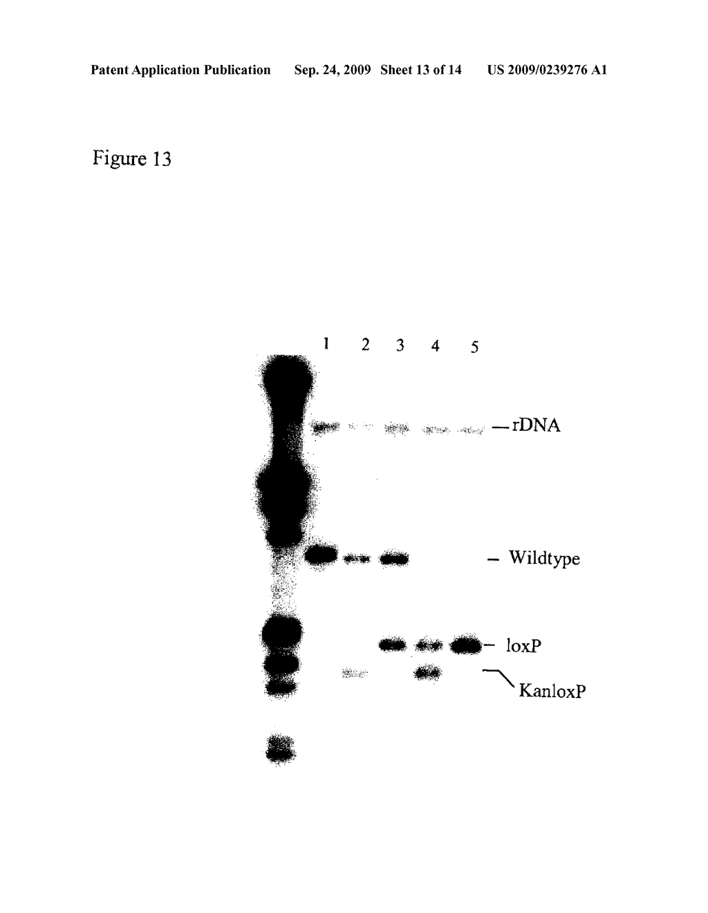 GENETICALLY MODIFIED YEAST STRAIN - diagram, schematic, and image 14