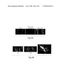 Compositions and Methods for Modifying Cell Surface Glycans diagram and image