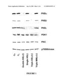 Antisense oligonucleotides against protein kinase isoforms alpha, beta and gamma diagram and image