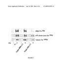 Antisense oligonucleotides against protein kinase isoforms alpha, beta and gamma diagram and image