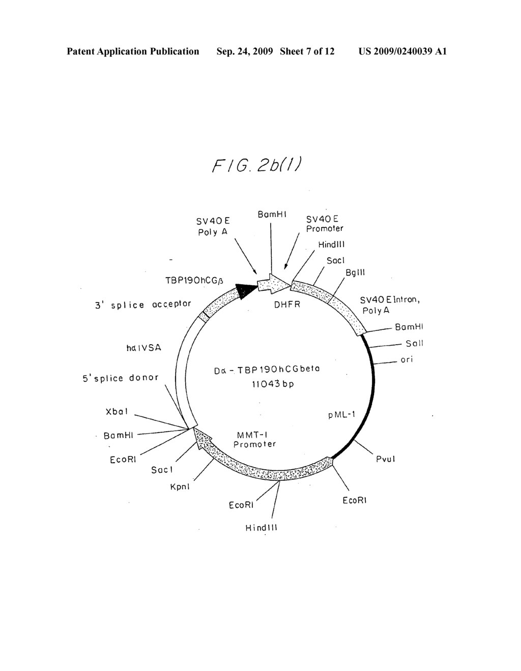 Polypeptide fusion - diagram, schematic, and image 08