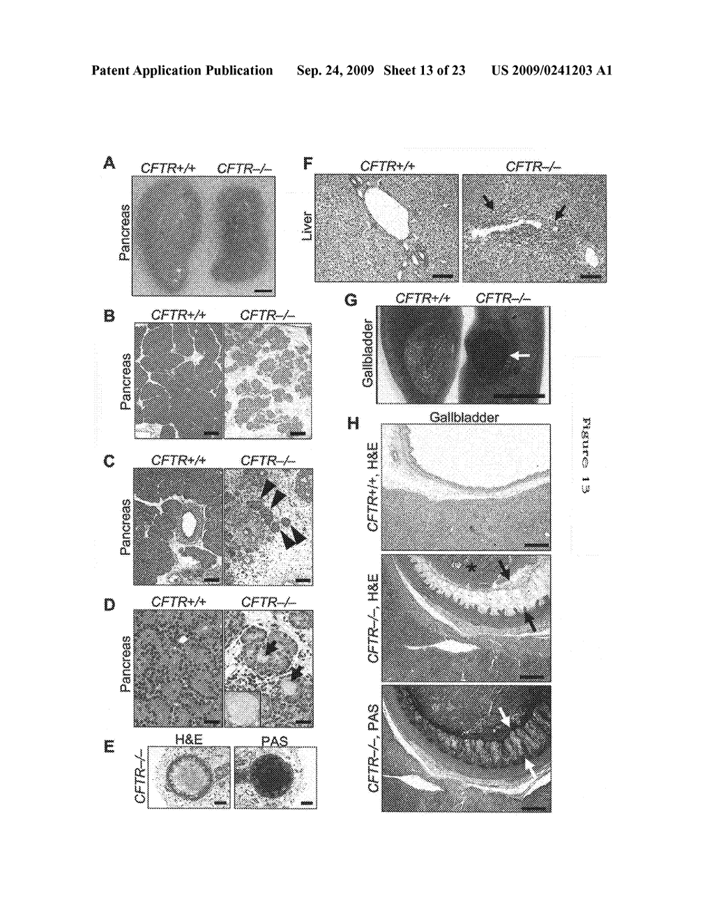 Transgenic animal models of disease - diagram, schematic, and image 14