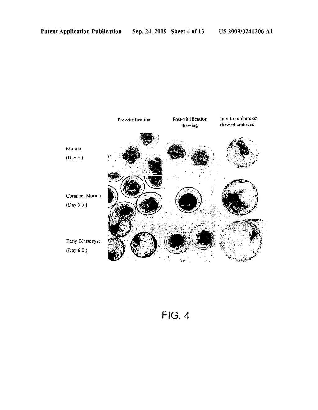 METHODS FOR CLONING FERRETS AND TRANSGENIC FERRET MODELS FOR DISEASES - diagram, schematic, and image 05