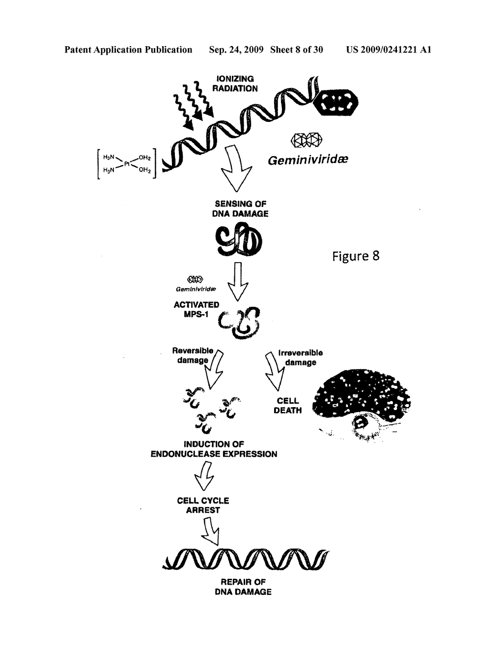 TANDEM REAPEAT DNA CONSTRUCTS PRODUCING PROTEINS THAT ATTACK PLANT PATHOGENIC VIRUSES, FUNGI, AND BACTERIA BY DISRUPTING TRANSCRIPTION FACTORS ESSENTIAL FOR REPLICATION THEREOF IN PLANTS - diagram, schematic, and image 09