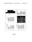 Rubisco Activase with Increased Thermostability and Methods of Use Thereof diagram and image