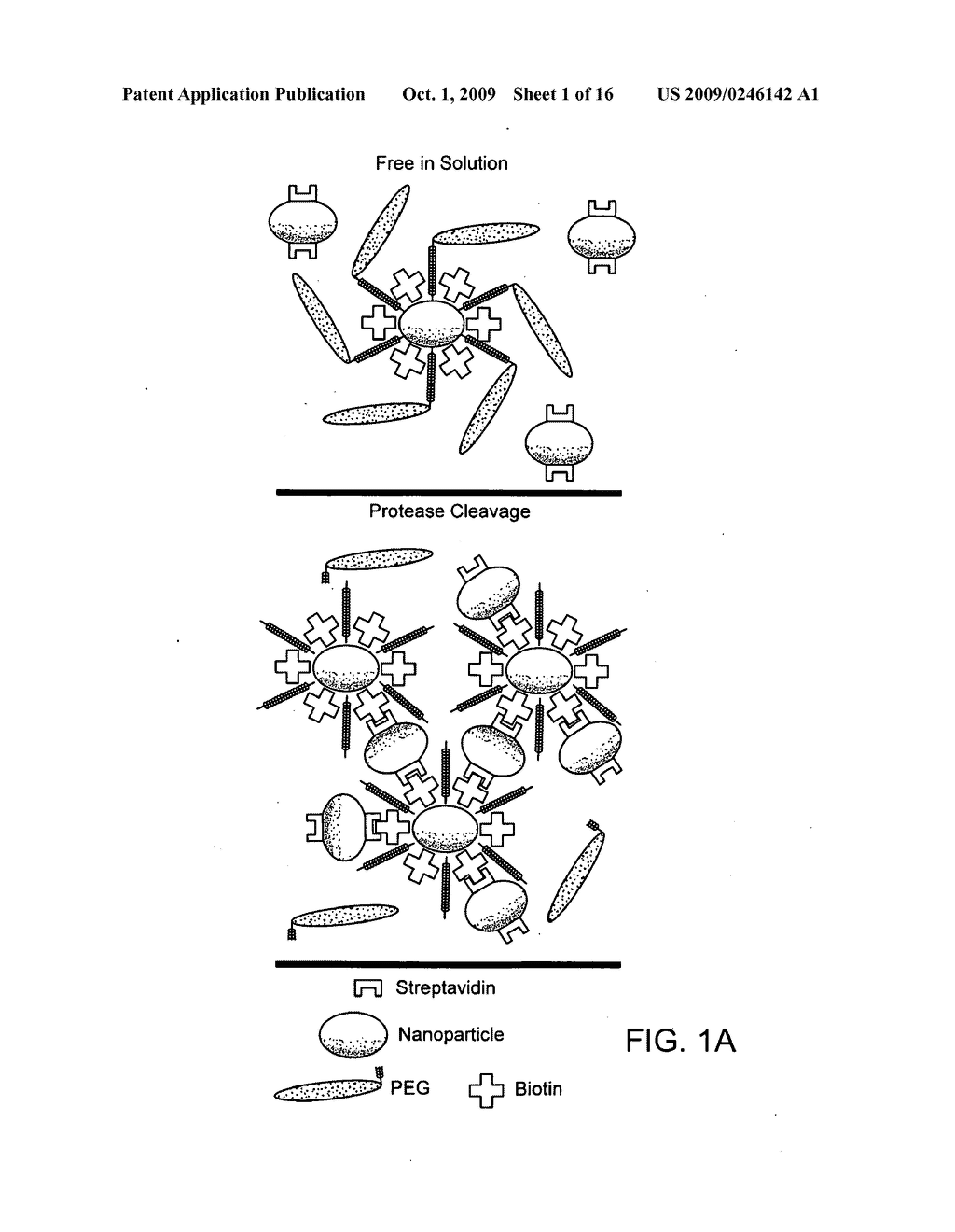 Triggered Self-Assembly of Nanoparticles In Vivo - diagram, schematic, and image 02