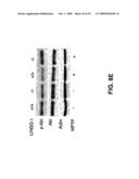 Methods for Promoting Neurite Outgrowth and Survival of Dopaminergic Neurons diagram and image