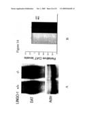 Methods for Promoting Neurite Outgrowth and Survival of Dopaminergic Neurons diagram and image