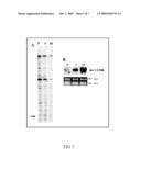 CUDR AS BIOMARKER FOR CANCER PROGRESSION AND THERAPEUTIC RESPONSE diagram and image