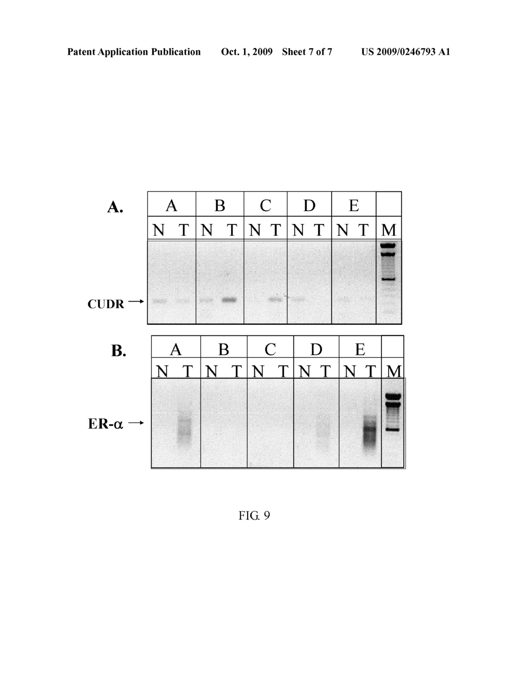 CUDR AS BIOMARKER FOR CANCER PROGRESSION AND THERAPEUTIC RESPONSE - diagram, schematic, and image 08