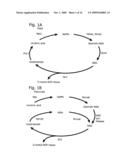 NAD BIOSYNTHESIS SYSTEMS diagram and image