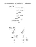 NAD BIOSYNTHESIS SYSTEMS diagram and image