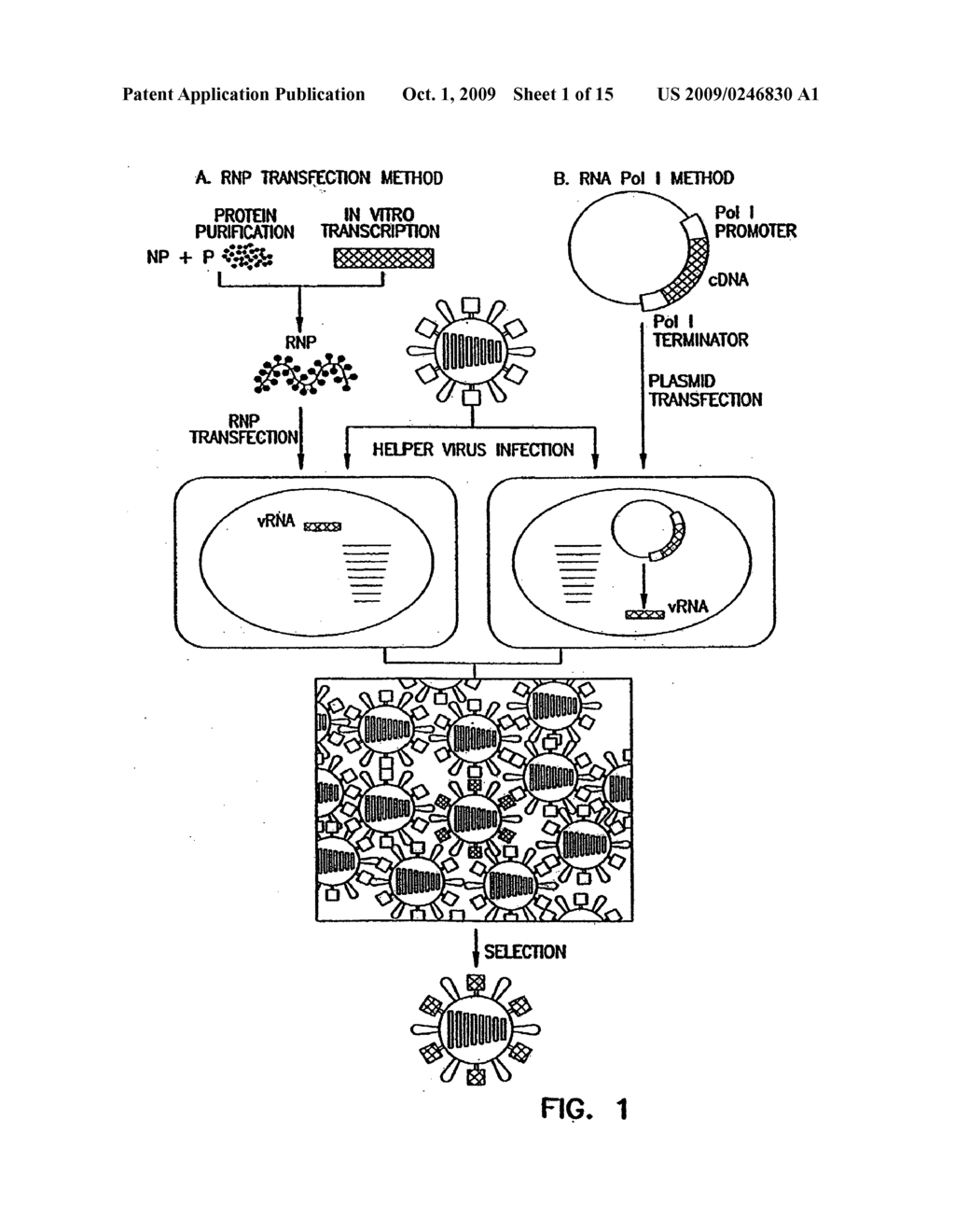 RECOMBINANT INFLUENZA VIRUSES FOR VACCINES AND GENE THERAPY - diagram, schematic, and image 02