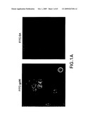 Complexes of alpha (2) macroglobulin and antigenic molecules for immunotherapy diagram and image