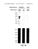 Complexes of alpha (2) macroglobulin and antigenic molecules for immunotherapy diagram and image